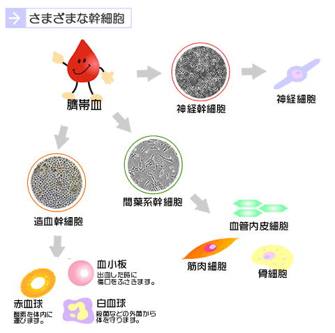 さまざまな幹細胞