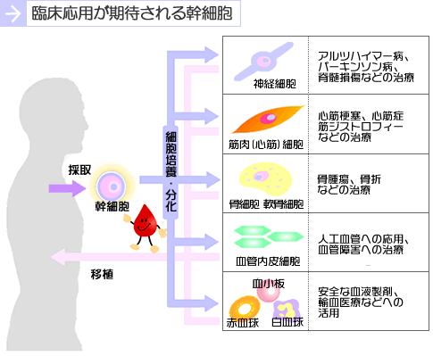 臨床応用が期待される幹細胞